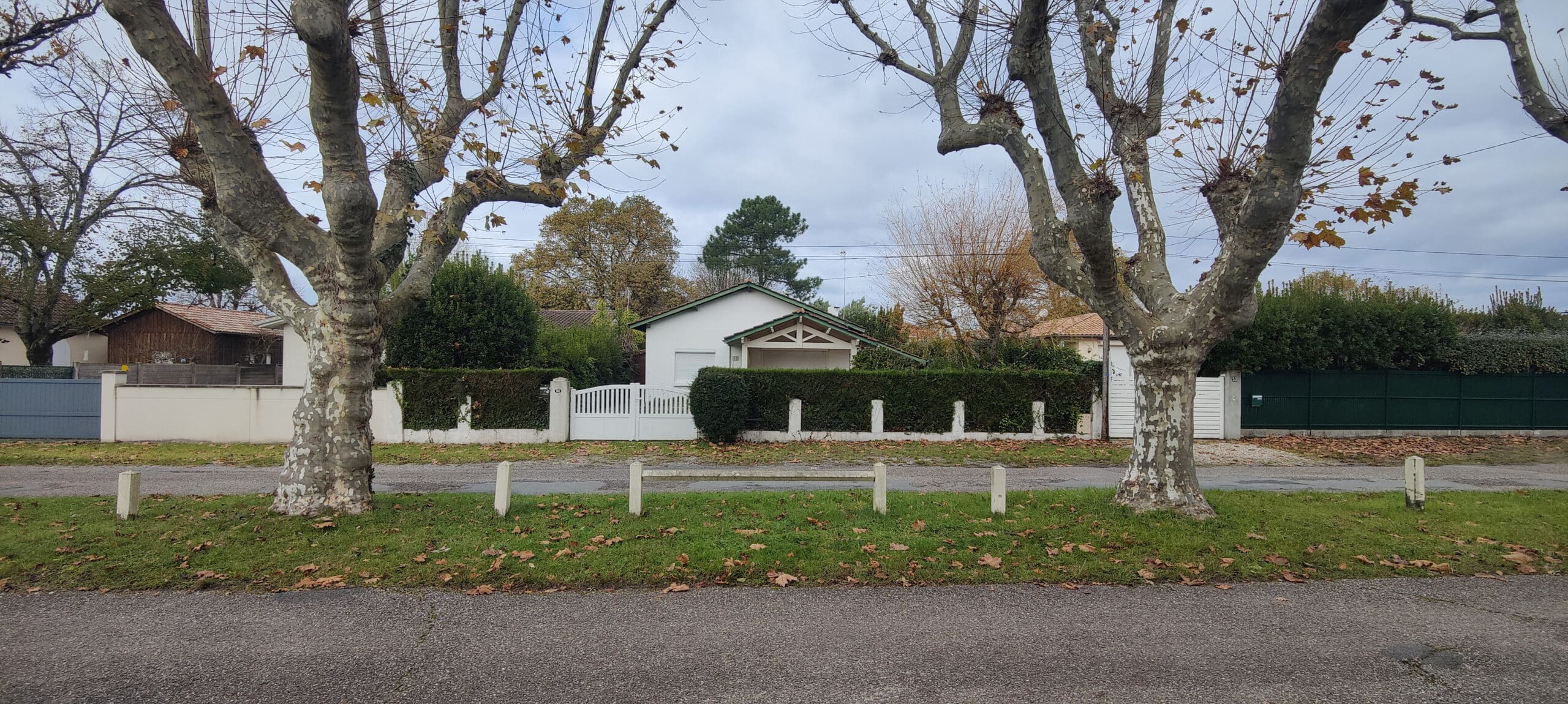 Maison blanche encadrée par deux grands platanes, jardin avec haie et feuilles d'automne sur l'herbe par temps gris.